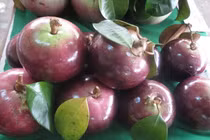 Vú sữa đầu mùa hơn 100 ngàn/kg, đắt gấp đôi năm trước