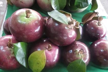 Vú sữa đầu mùa hơn 100 ngàn/kg, đắt gấp đôi năm trước