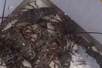 “Giải cứu” tôm hùm giá rẻ: Người tiêu dùng đang bị dân buôn lừa?