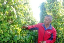 Giữa khủng hoảng, anh cử nhân lên núi làm chuyện "ngược đời" thu tiền tỷ