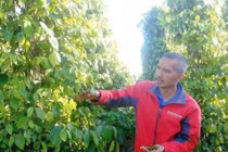 Giữa khủng hoảng, anh cử nhân lên núi làm chuyện "ngược đời" thu tiền tỷ