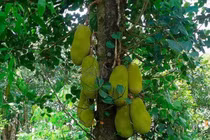 5 loại cây tuyệt đối không trồng trước nhà 3 tháng cuối năm