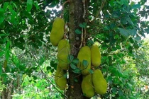 5 loại cây tuyệt đối không trồng trước nhà 3 tháng cuối năm