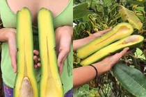 Quả bơ khổng lồ, dài gần 1 mét, nặng 20 kg giá hơn 4 triệu