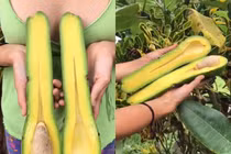 Quả bơ khổng lồ, dài gần 1 mét, nặng 20 kg giá hơn 4 triệu