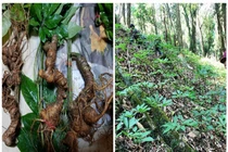 Cận Tết, Sâm Ngọc Linh giả lại được dịp 'tung hoành'