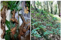 Cận Tết, Sâm Ngọc Linh giả lại được dịp 'tung hoành'