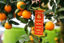 Cách chọn đào, quất đúng phong thủy, Thần Tài "ưng bụng"