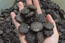 Loại hạt người Việt thường bỏ đi, ai ngờ là “tiên dược” đắt tiền