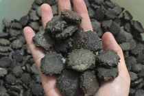 Loại hạt người Việt thường bỏ đi, ai ngờ là “tiên dược” đắt tiền