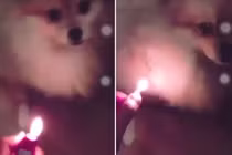 CĐM "dậy sóng" vì thanh niên bạo hành chó còn buông lời thách thức