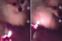 CĐM "dậy sóng" vì thanh niên bạo hành chó còn buông lời thách thức