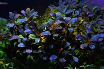 Giải mã cây “bóng ma” tiền triệu khiến nhiều người phát cuồng