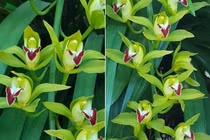 Đại gia Hà thành chi 2 tỷ mua lan Trần Mộng siêu hiếm chơi Tết