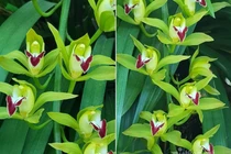 Đại gia Hà thành chi 2 tỷ mua lan Trần Mộng siêu hiếm chơi Tết