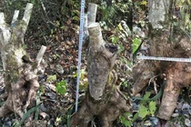 Sự thật giấu kín về gốc cây như củi khô trả 160 triệu không bán