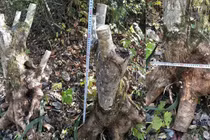 Sự thật giấu kín về gốc cây như củi khô trả 160 triệu không bán