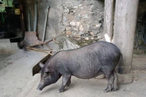 Người dân mạnh tay đầu tư tiền săn lùng 'lợn cắp nách' ăn Tết