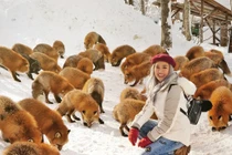 Ngôi làng có hàng trăm con cáo béo, lười ở Nhật Bản