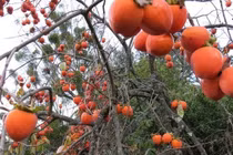 Trồng loại quả như đồ trang trí Giáng sinh, thu siêu lợi nhuận