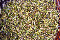 Người Việt giăng lưới bắt “tôm bay”, cả triệu đồng/ngày