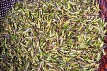 Người Việt giăng lưới bắt “tôm bay”, cả triệu đồng/ngày