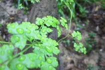 Các loài thực vật có thể giao tiếp với nhau bằng một ngôn ngữ chung