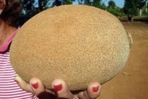 Hồng xiêm ruột đỏ "khổng lồ" lại gây sốt cộng đồng mạng