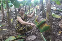 Tận thu lá chuối, lá dong thu nhập khá