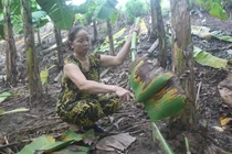 Tận thu lá chuối, lá dong thu nhập khá