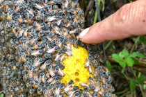 Mật ong rú giá trên trời: Có vàng cũng chưa chắc mua được