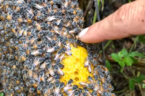 Mật ong rú giá trên trời: Có vàng cũng chưa chắc mua được