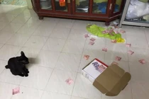 Chồng bị vợ phát hiện giấu quỹ đen vì ... mèo cưng