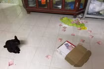 Chồng bị vợ phát hiện giấu quỹ đen vì ... mèo cưng