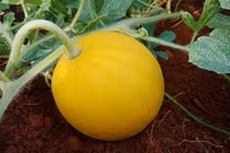 Chưa thu hoạch khách đã đặt mua hết, dân trồng dưa hấu lạ vớ bẫm