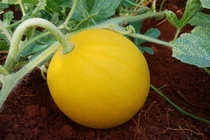 Chưa thu hoạch khách đã đặt mua hết, dân trồng dưa hấu lạ vớ bẫm