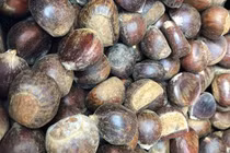 Dân ta lừa dân mình, hàng độc bên Tàu rước về hại nhau