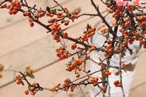 Cành hồng lạ của Trung Quốc, chị em lùng mua chơi Tết