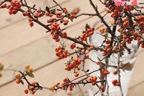 Cành hồng lạ của Trung Quốc, chị em lùng mua chơi Tết