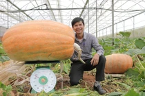 Quả bí ngô to nhất Việt Nam nặng hơn 120 kg