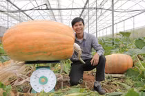 Quả bí ngô to nhất Việt Nam nặng hơn 120 kg