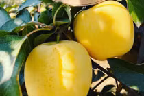 Táo ứa mật vàng rực, hàng Tàu đội lốt lừa chị em sành điệu