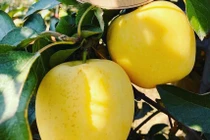 Táo ứa mật vàng rực, hàng Tàu đội lốt lừa chị em sành điệu