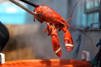 Vì sao tôm hùm luôn duy trì mức giá rất cao?