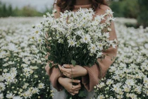 Bí quyết chơi cúc họa mi cả tuần không thối, không hỏng, đẹp mê li