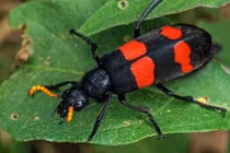 Ăn sâu ban miêu, nhiều người nhập viện với nguy cơ huỷ hoại cơ thể