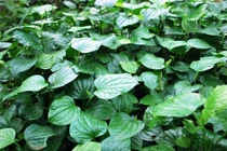 Lá lốt nấu nước uống sẽ chữa được 9 căn bệnh thường gặp này