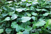 Lá lốt nấu nước uống sẽ chữa được 9 căn bệnh thường gặp này