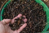 Nuôi con vật chỉ ăn lá cây vẫn lớn đều đều, thu tiền mỏi tay