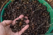 Nuôi con vật chỉ ăn lá cây vẫn lớn đều đều, thu tiền mỏi tay